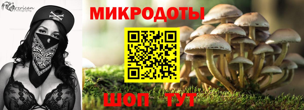 Галлюциногенные грибы Psilocybine cubensis Новоалександровск